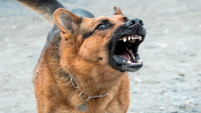 perro agresivo3