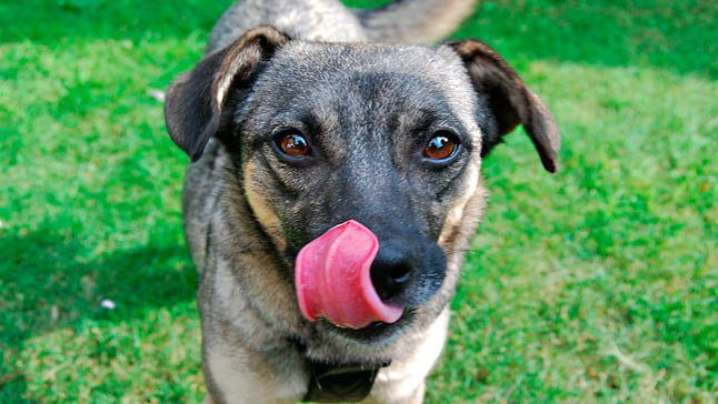 perro lamiendo