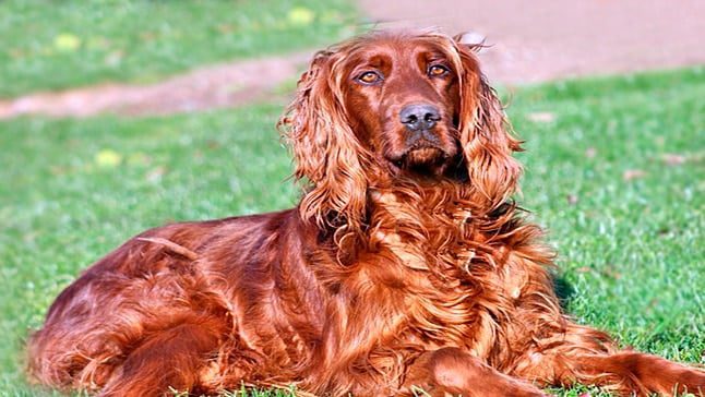 setter irlandes 2
