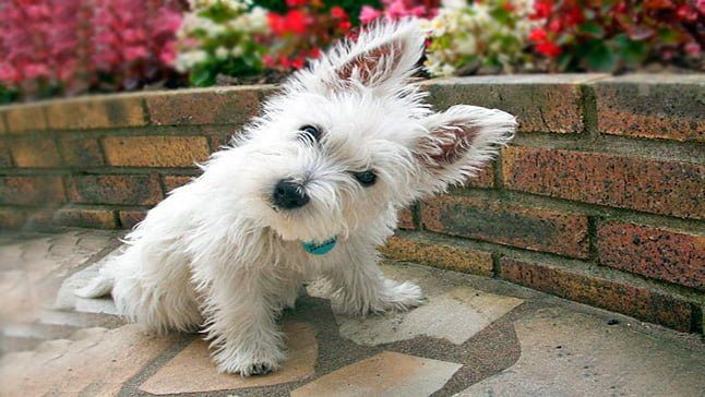 westie 03